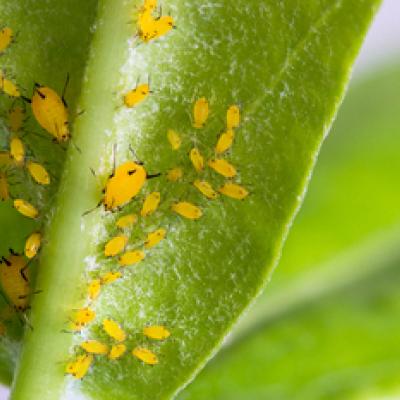 aphids