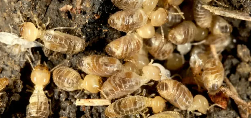 termites