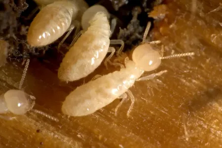 termites