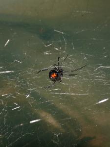 Black widow spider