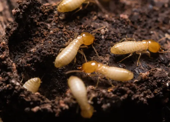 termites on wood