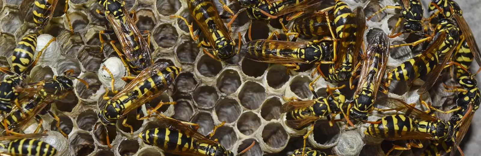 wasps