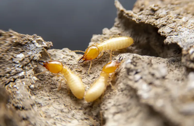termites