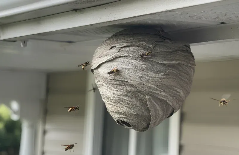 wasp nest on a porch