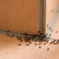 ants