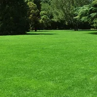 lawn