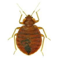 bed bug