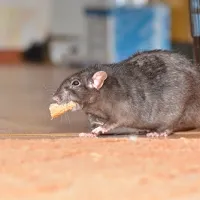 rat eating food