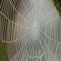 Spider web