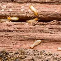 termites