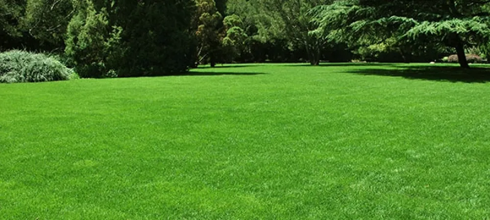 lawn