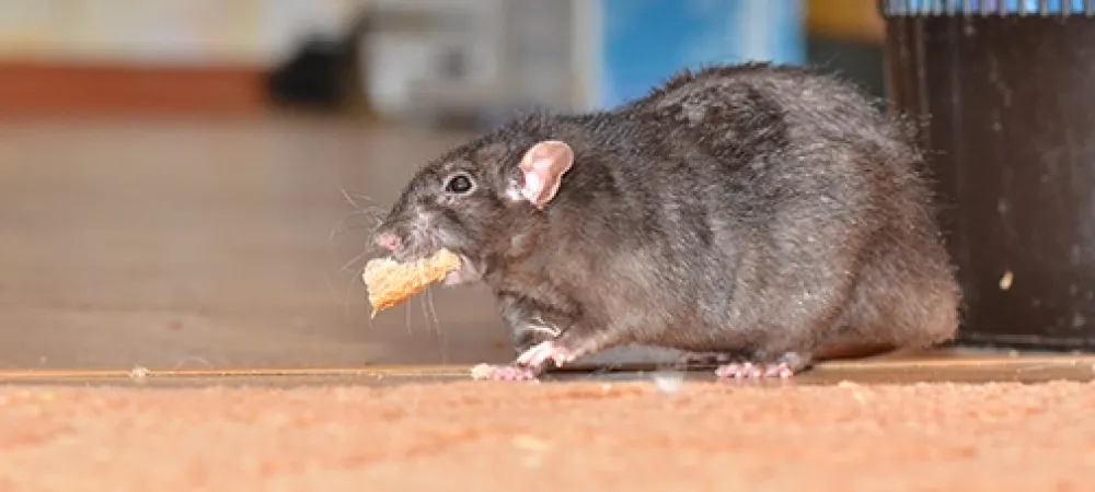 rat eating food