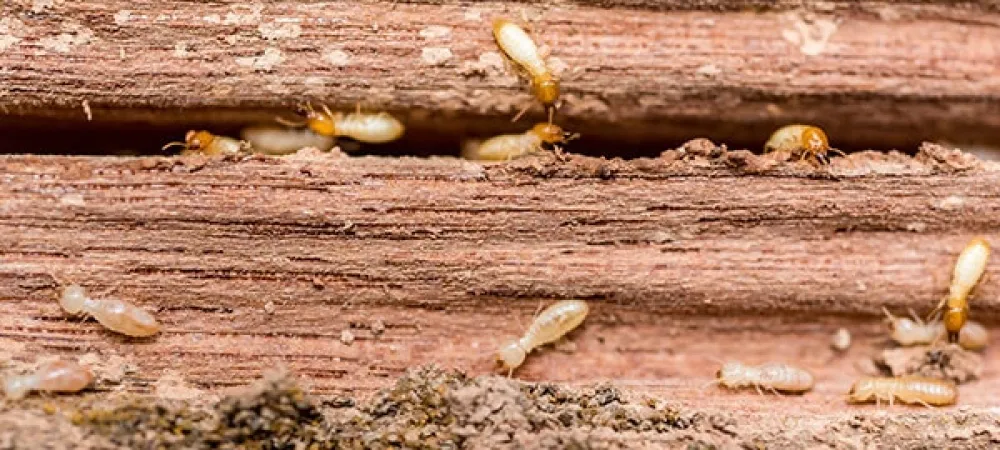 termites