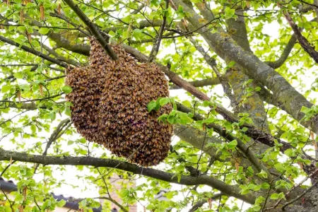 bees