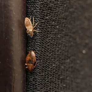 bed bugs