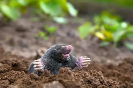 mole