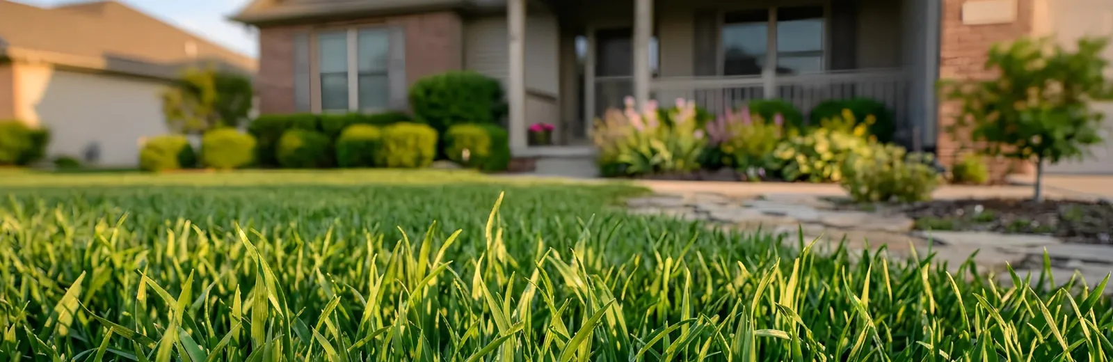 green healthy grass