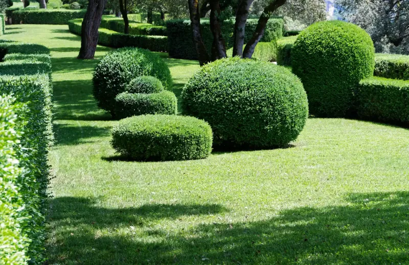 shrubs